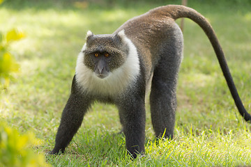 Image showing Small Monkey