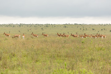 Image showing A group of impalas in the wild