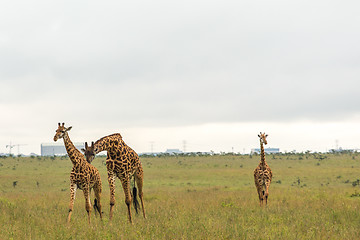 Image showing Giraffe family in Kenya