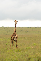 Image showing A giraffe at the Nairobi National Park