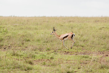 Image showing An impala running in the wild
