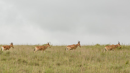 Image showing A group of impalas in the wild