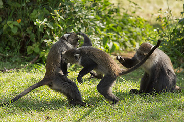 Image showing Monkeys fighting