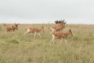 Image showing A group of impalas in the wild