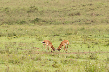 Image showing Two male impalas fighting