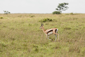 Image showing An impala running in the wild