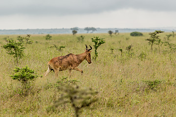 Image showing An impala in the wild