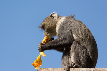 Image showing Small monkey eating a mango