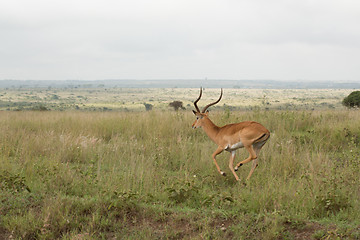 Image showing An impala running in the wild
