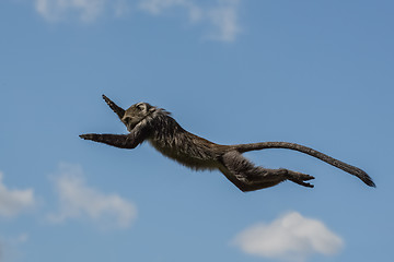 Image showing Monkey leaping in the air