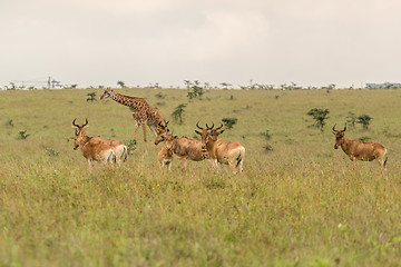 Image showing A giraffe grazing with impalas