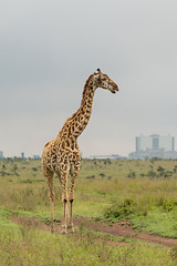 Image showing A giraffe at the Nairobi National Park