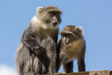 Image showing Two small monkey on the roof