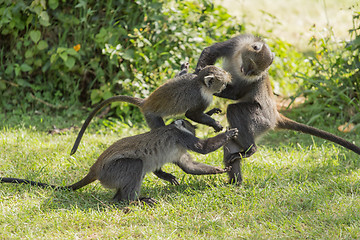 Image showing Monkeys fighting