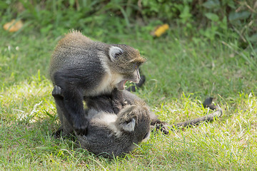 Image showing Monkeys fighting