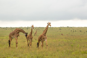 Image showing Giraffe family in Kenya