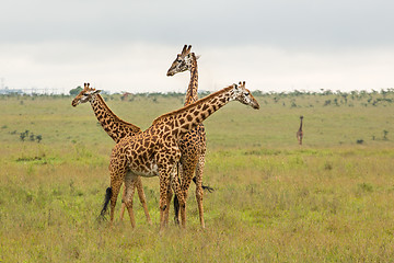 Image showing Giraffe family in Kenya