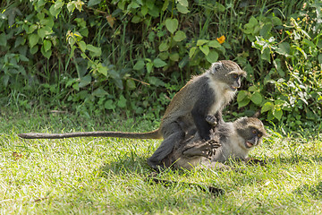 Image showing Monkeys fighting