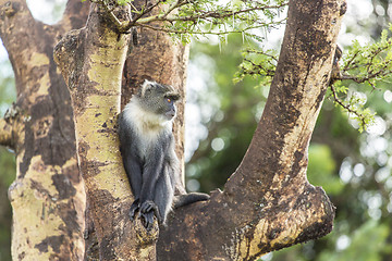 Image showing Monkey on a tree