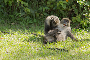 Image showing Monkeys fighting