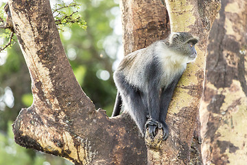 Image showing Monkey on a tree