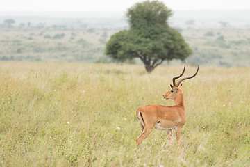 Image showing An impala in the wild