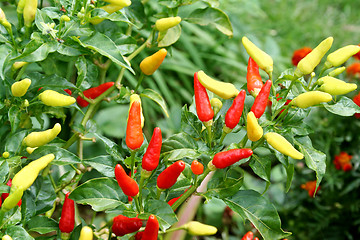 Image showing Fresh Chillies