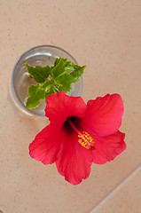 Image showing Red hibiscus