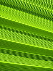 Image showing Tropical palm leaf texture