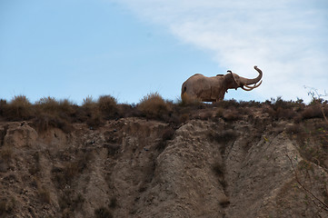 Image showing Elephant on sky background