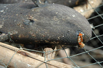 Image showing Rotten fish