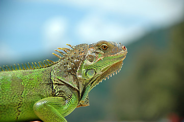 Image showing Green animal