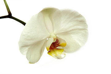 Image showing White orchid