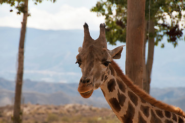 Image showing Portrait of giraffe watching on you