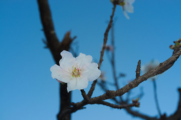 Image showing Almond tree flower