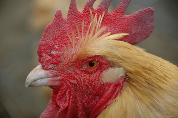 Image showing Rooster