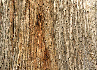 Image showing Tree Bark Background