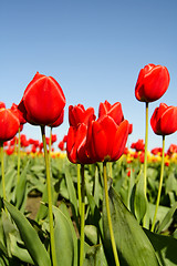 Image showing Red tulips