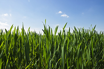 Image showing Green grass