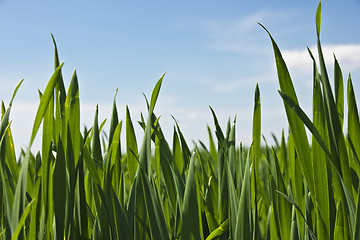 Image showing Green grass