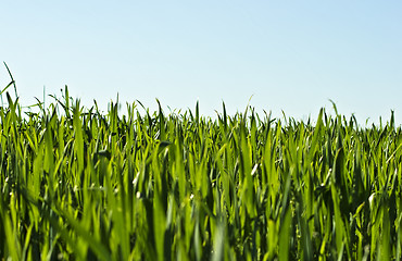 Image showing Grass