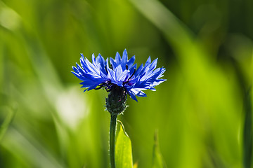 Image showing cornflower 