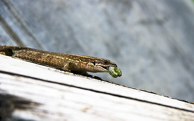 Image showing Lizard