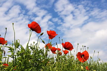 Image showing Poppy