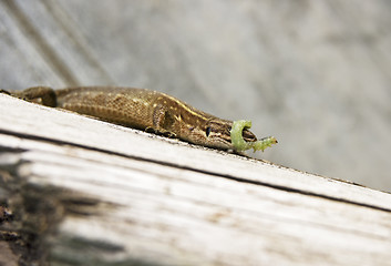 Image showing Lizard