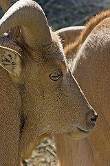 Image showing Mountain Goat