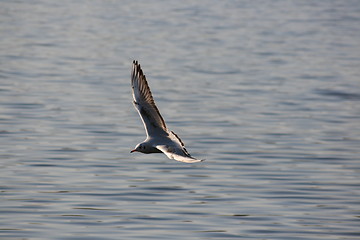 Image showing spreading wings