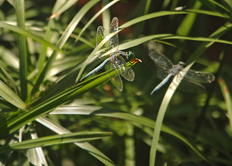 Image showing Dragonfly Posing