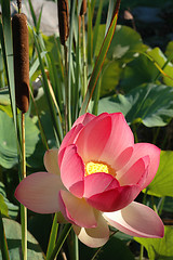 Image showing Lotus & Bullrush