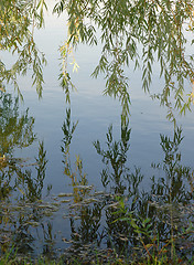 Image showing Willow's Reflection
